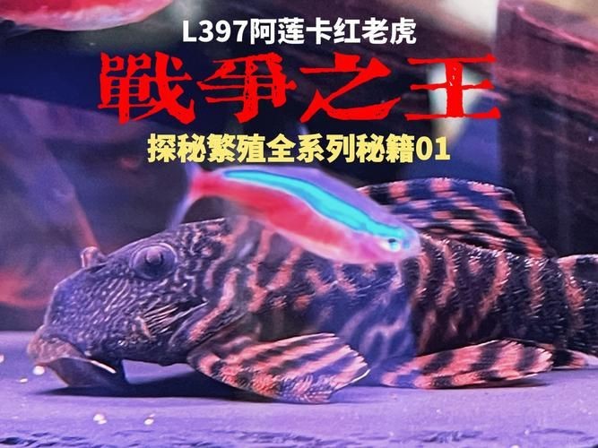 紅老虎混養最忌三種東西圖片【“紅老虎混養最忌三種東西”的圖片摘要】