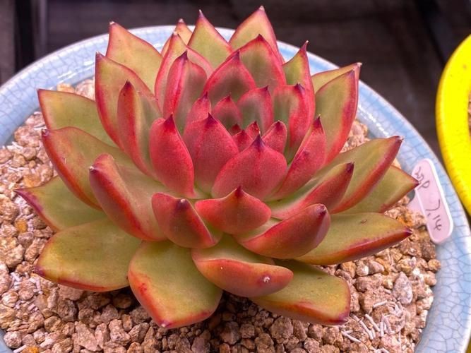 紅老虎混養最忌三種東西圖片【“紅老虎混養最忌三種東西”的圖片摘要】
