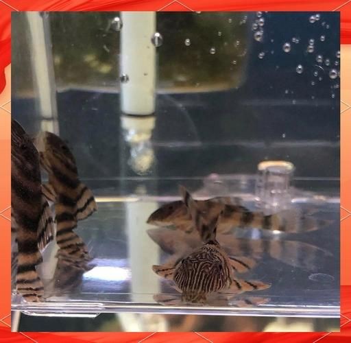 紅老虎混養最忌三種東西圖片【“紅老虎混養最忌三種東西”的圖片摘要】