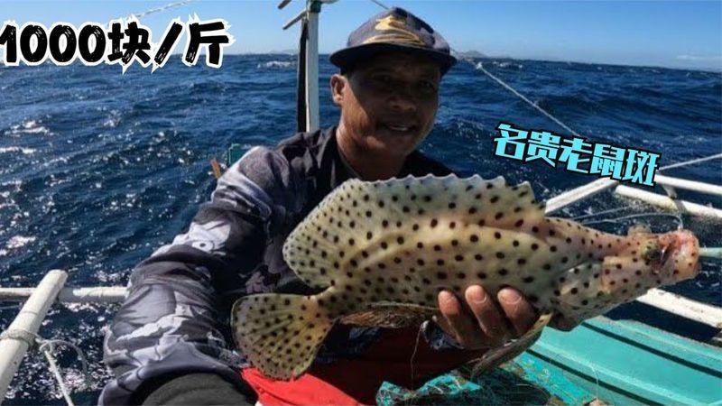 老鼠斑和東星斑哪個貴【老鼠斑和東星斑價格對比】 老鼠斑和東星斑哪個貴【老鼠斑和東星斑價格對比】 龍魚百科 第2張