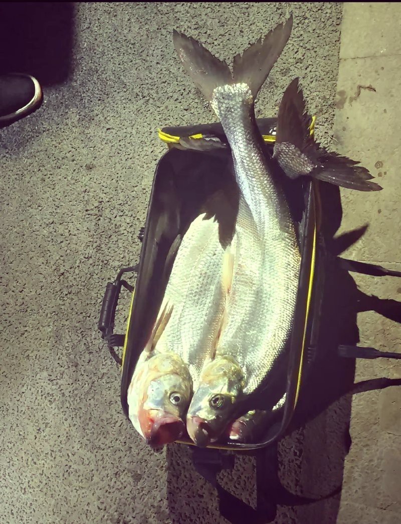 翹嘴幾月份開口最猛【翹嘴魚全年最佳垂釣時間與技巧全攻略】