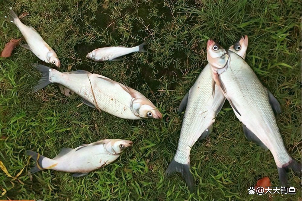 翹嘴幾月份開口最猛【翹嘴魚全年最佳垂釣時間與技巧全攻略】