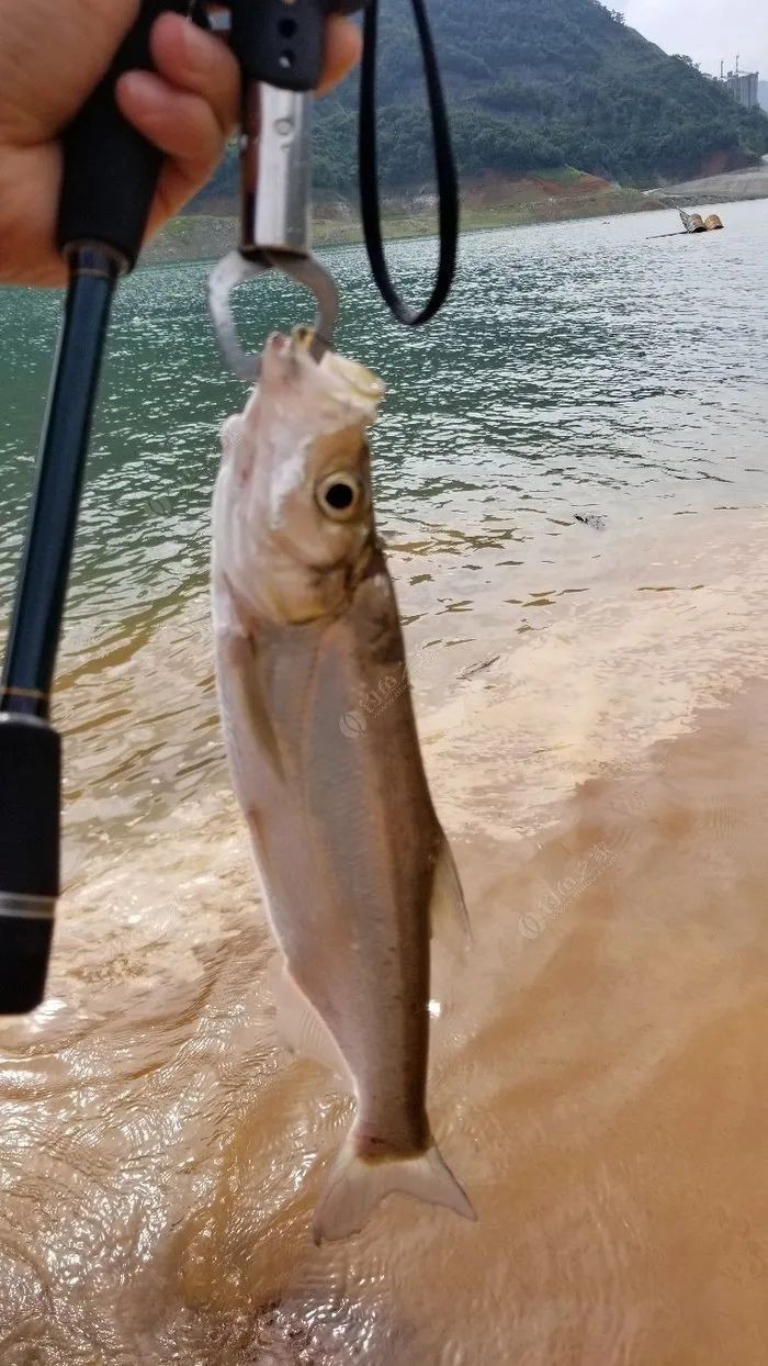 翹嘴幾月份開口最猛【翹嘴魚全年最佳垂釣時間與技巧全攻略】