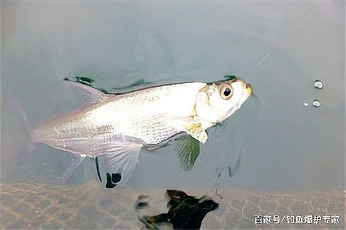 翹嘴幾月份開口最猛【翹嘴魚全年最佳垂釣時間與技巧全攻略】
