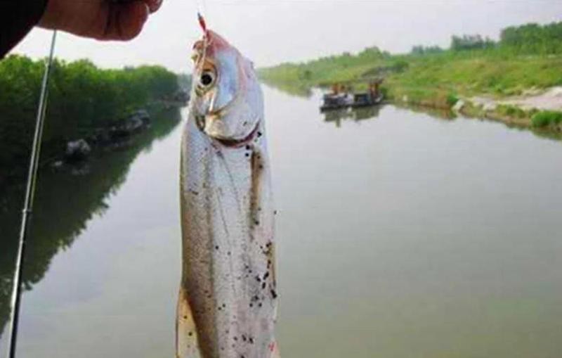 翹嘴幾月份開口最猛【翹嘴魚全年最佳垂釣時間與技巧全攻略】