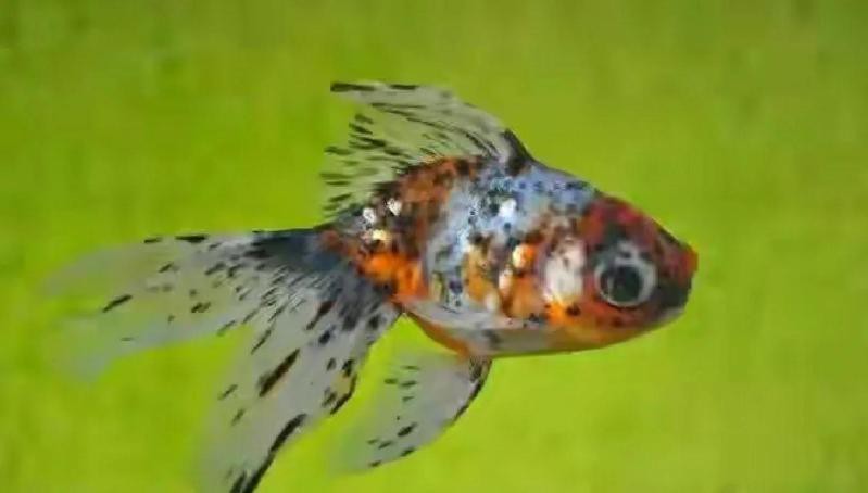 龍魚老頭魚有哪些特征？【《龍魚老頭魚的特征》】 龍魚老頭魚有哪些特征？【《龍魚老頭魚的特征》】 龍魚百科 第4張