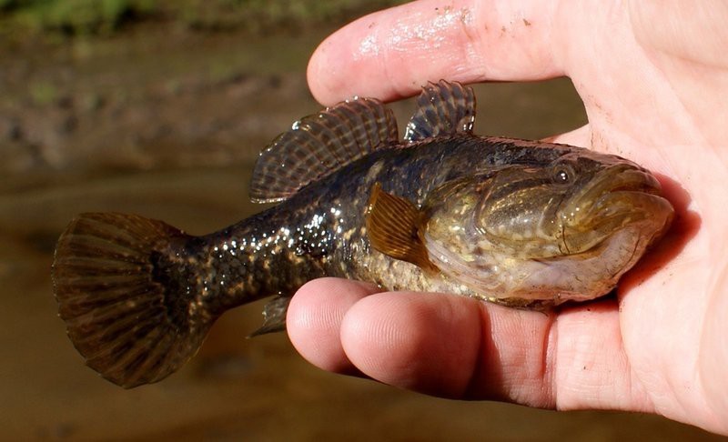 龍魚老頭魚有哪些特征？【《龍魚老頭魚的特征》】 龍魚老頭魚有哪些特征？【《龍魚老頭魚的特征》】 龍魚百科 第6張