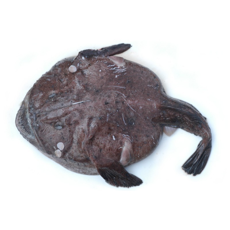 龍魚老頭魚有哪些特征？【《龍魚老頭魚的特征》】 龍魚老頭魚有哪些特征？【《龍魚老頭魚的特征》】 龍魚百科 第5張