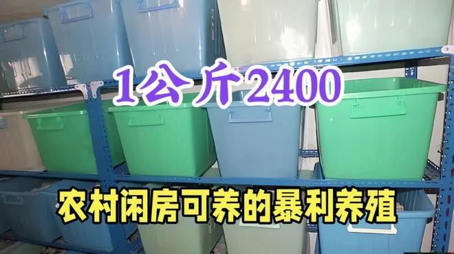 福龍2000的養殖難度大嗎？【福龍2000的養殖難度】