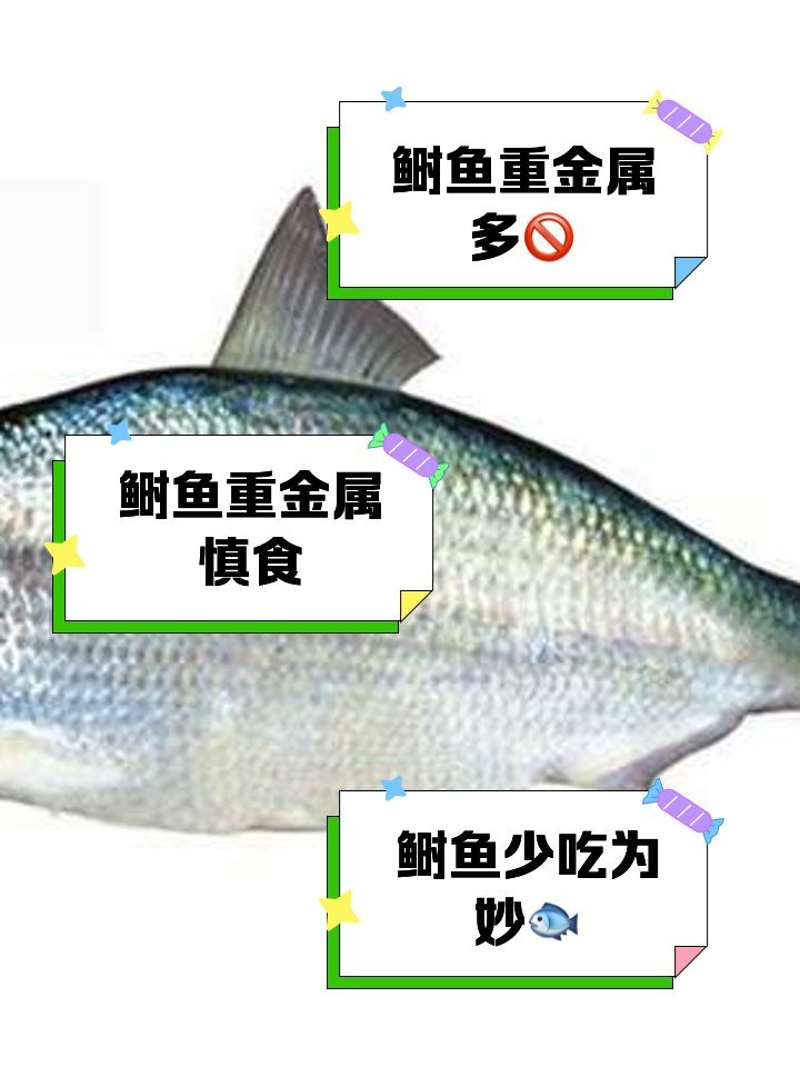 鰣魚為何盡量少吃【\