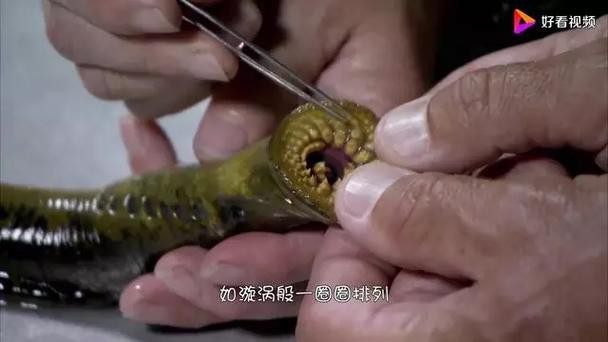 帶僵尸牙的魚圖片【“帶僵尸牙的魚”圖片引發眾多猜測】