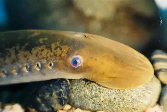 帶僵尸牙的魚圖片【“帶僵尸牙的魚”圖片引發眾多猜測】