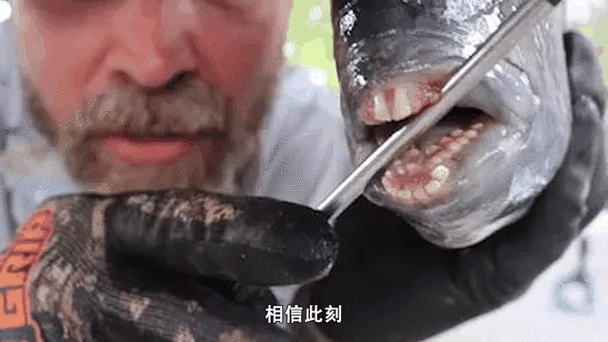 帶僵尸牙的魚(yú)圖片【“帶僵尸牙的魚(yú)”圖片引發(fā)眾多猜測(cè)】 龍魚(yú)論壇 第4張 帶僵尸牙的魚(yú)圖片【“帶僵尸牙的魚(yú)”圖片引發(fā)眾多猜測(cè)】 帶僵尸牙的魚(yú)圖片【“帶僵尸牙的魚(yú)”圖片引發(fā)眾多猜測(cè)】 龍魚(yú)論壇 第4張