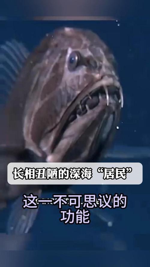 帶僵尸牙的魚(yú)圖片【“帶僵尸牙的魚(yú)”圖片引發(fā)眾多猜測(cè)】 龍魚(yú)論壇 第5張 帶僵尸牙的魚(yú)圖片【“帶僵尸牙的魚(yú)”圖片引發(fā)眾多猜測(cè)】 帶僵尸牙的魚(yú)圖片【“帶僵尸牙的魚(yú)”圖片引發(fā)眾多猜測(cè)】 龍魚(yú)論壇 第5張