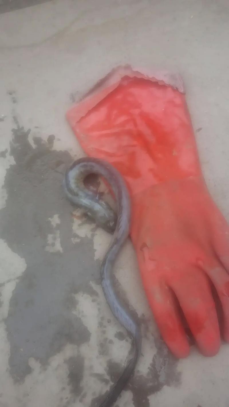 帶僵尸牙的魚(yú)圖片【“帶僵尸牙的魚(yú)”圖片引發(fā)眾多猜測(cè)】 龍魚(yú)論壇 第8張 帶僵尸牙的魚(yú)圖片【“帶僵尸牙的魚(yú)”圖片引發(fā)眾多猜測(cè)】 帶僵尸牙的魚(yú)圖片【“帶僵尸牙的魚(yú)”圖片引發(fā)眾多猜測(cè)】 龍魚(yú)論壇 第8張