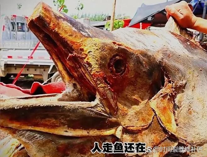 帶僵尸牙的魚(yú)圖片【“帶僵尸牙的魚(yú)”圖片引發(fā)眾多猜測(cè)】 龍魚(yú)論壇 第11張 帶僵尸牙的魚(yú)圖片【“帶僵尸牙的魚(yú)”圖片引發(fā)眾多猜測(cè)】 帶僵尸牙的魚(yú)圖片【“帶僵尸牙的魚(yú)”圖片引發(fā)眾多猜測(cè)】 龍魚(yú)論壇 第11張