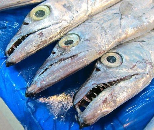 帶僵尸牙的魚(yú)圖片【“帶僵尸牙的魚(yú)”圖片引發(fā)眾多猜測(cè)】 龍魚(yú)論壇 第10張 帶僵尸牙的魚(yú)圖片【“帶僵尸牙的魚(yú)”圖片引發(fā)眾多猜測(cè)】 帶僵尸牙的魚(yú)圖片【“帶僵尸牙的魚(yú)”圖片引發(fā)眾多猜測(cè)】 龍魚(yú)論壇 第10張