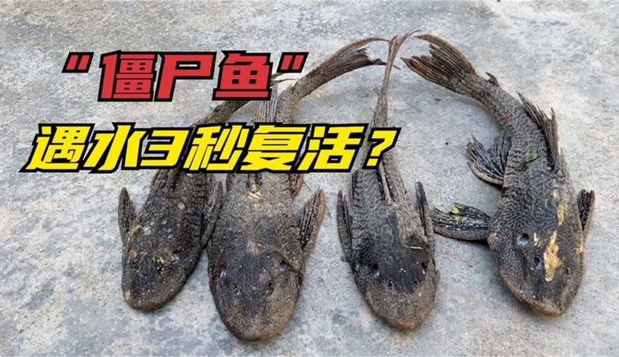 帶僵尸牙的魚(yú)圖片【“帶僵尸牙的魚(yú)”圖片引發(fā)眾多猜測(cè)】 龍魚(yú)論壇 第12張 帶僵尸牙的魚(yú)圖片【“帶僵尸牙的魚(yú)”圖片引發(fā)眾多猜測(cè)】 帶僵尸牙的魚(yú)圖片【“帶僵尸牙的魚(yú)”圖片引發(fā)眾多猜測(cè)】 龍魚(yú)論壇 第12張