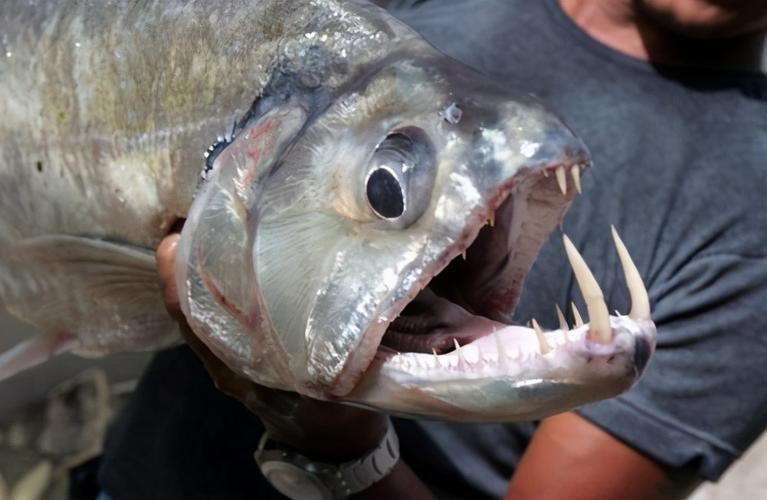 帶僵尸牙的魚(yú)圖片【“帶僵尸牙的魚(yú)”圖片引發(fā)眾多猜測(cè)】 龍魚(yú)論壇 第15張 帶僵尸牙的魚(yú)圖片【“帶僵尸牙的魚(yú)”圖片引發(fā)眾多猜測(cè)】 帶僵尸牙的魚(yú)圖片【“帶僵尸牙的魚(yú)”圖片引發(fā)眾多猜測(cè)】 龍魚(yú)論壇 第15張