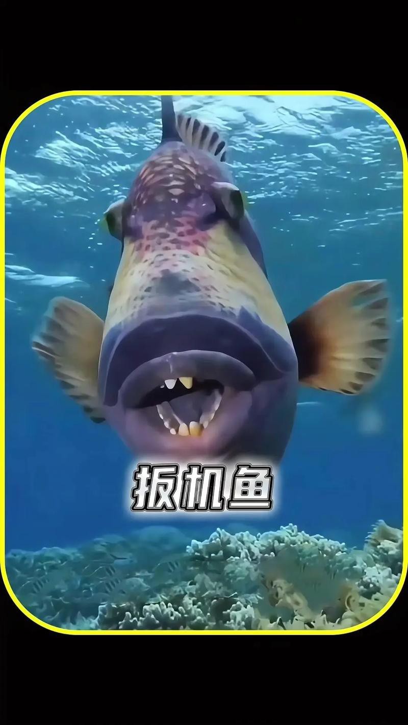 帶僵尸牙的魚(yú)圖片【“帶僵尸牙的魚(yú)”圖片引發(fā)眾多猜測(cè)】 龍魚(yú)論壇 第13張 帶僵尸牙的魚(yú)圖片【“帶僵尸牙的魚(yú)”圖片引發(fā)眾多猜測(cè)】 帶僵尸牙的魚(yú)圖片【“帶僵尸牙的魚(yú)”圖片引發(fā)眾多猜測(cè)】 龍魚(yú)論壇 第13張