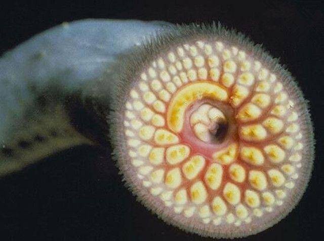 帶僵尸牙的魚(yú)圖片【“帶僵尸牙的魚(yú)”圖片引發(fā)眾多猜測(cè)】 龍魚(yú)論壇 第16張 帶僵尸牙的魚(yú)圖片【“帶僵尸牙的魚(yú)”圖片引發(fā)眾多猜測(cè)】 帶僵尸牙的魚(yú)圖片【“帶僵尸牙的魚(yú)”圖片引發(fā)眾多猜測(cè)】 龍魚(yú)論壇 第16張
