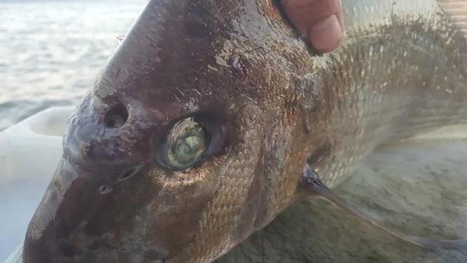 帶僵尸牙的魚(yú)圖片【“帶僵尸牙的魚(yú)”圖片引發(fā)眾多猜測(cè)】 龍魚(yú)論壇 第18張 帶僵尸牙的魚(yú)圖片【“帶僵尸牙的魚(yú)”圖片引發(fā)眾多猜測(cè)】 帶僵尸牙的魚(yú)圖片【“帶僵尸牙的魚(yú)”圖片引發(fā)眾多猜測(cè)】 龍魚(yú)論壇 第18張