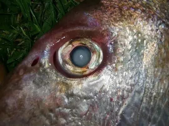 帶僵尸牙的魚(yú)圖片【“帶僵尸牙的魚(yú)”圖片引發(fā)眾多猜測(cè)】 帶僵尸牙的魚(yú)圖片【“帶僵尸牙的魚(yú)”圖片引發(fā)眾多猜測(cè)】 龍魚(yú)論壇 第20張