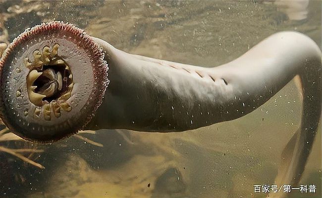 帶僵尸牙的魚(yú)圖片【“帶僵尸牙的魚(yú)”圖片引發(fā)眾多猜測(cè)】 帶僵尸牙的魚(yú)圖片【“帶僵尸牙的魚(yú)”圖片引發(fā)眾多猜測(cè)】 龍魚(yú)論壇 第21張