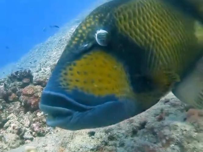 帶僵尸牙的魚(yú)圖片【“帶僵尸牙的魚(yú)”圖片引發(fā)眾多猜測(cè)】 龍魚(yú)論壇 第19張 帶僵尸牙的魚(yú)圖片【“帶僵尸牙的魚(yú)”圖片引發(fā)眾多猜測(cè)】 帶僵尸牙的魚(yú)圖片【“帶僵尸牙的魚(yú)”圖片引發(fā)眾多猜測(cè)】 龍魚(yú)論壇 第19張