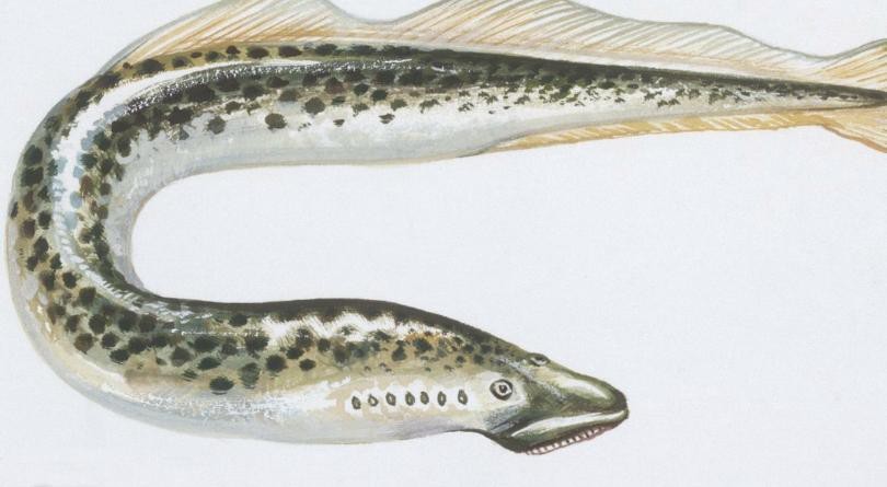 帶僵尸牙的魚(yú)圖片【“帶僵尸牙的魚(yú)”圖片引發(fā)眾多猜測(cè)】 龍魚(yú)論壇 第17張 帶僵尸牙的魚(yú)圖片【“帶僵尸牙的魚(yú)”圖片引發(fā)眾多猜測(cè)】 帶僵尸牙的魚(yú)圖片【“帶僵尸牙的魚(yú)”圖片引發(fā)眾多猜測(cè)】 龍魚(yú)論壇 第17張