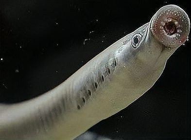 帶僵尸牙的魚(yú)圖片【“帶僵尸牙的魚(yú)”圖片引發(fā)眾多猜測(cè)】 帶僵尸牙的魚(yú)圖片【“帶僵尸牙的魚(yú)”圖片引發(fā)眾多猜測(cè)】 龍魚(yú)論壇 第25張