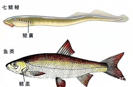 帶僵尸牙的魚(yú)圖片【“帶僵尸牙的魚(yú)”圖片引發(fā)眾多猜測(cè)】 帶僵尸牙的魚(yú)圖片【“帶僵尸牙的魚(yú)”圖片引發(fā)眾多猜測(cè)】 龍魚(yú)論壇 第23張
