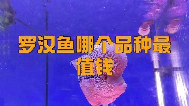 羅漢魚100萬以上品種【羅漢魚品種排名】