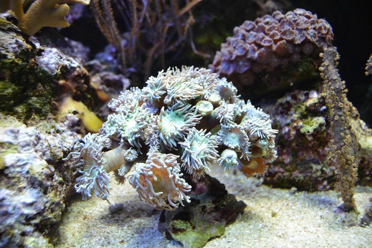 海龍魚【海龍魚的有哪些應(yīng)用】