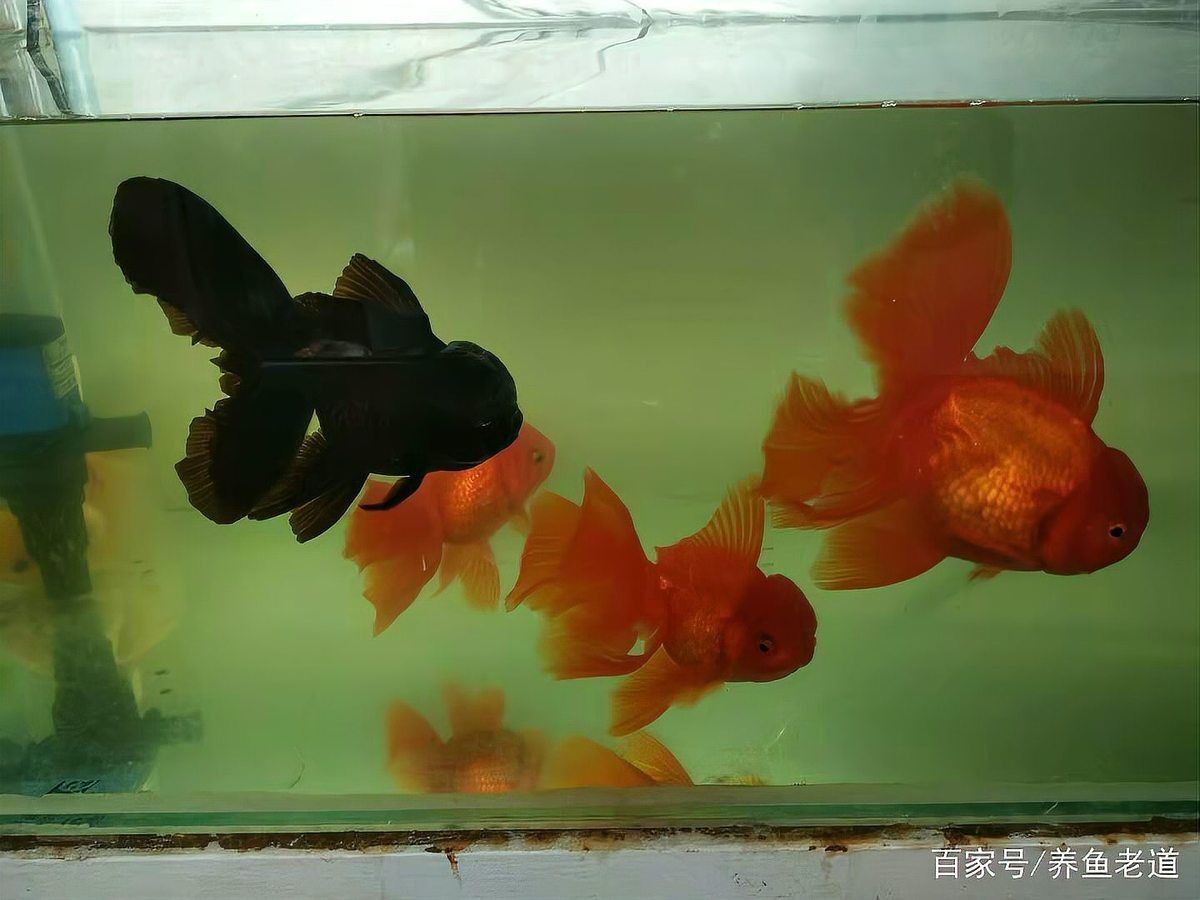 如何判斷金魚是否患有爛尾巴潰爛？【養(yǎng)魚老道金魚爛尾是什么病寵物健康師觀賞魚爛尾有多難治】