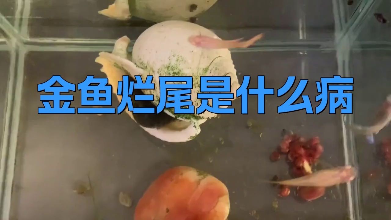 如何判斷金魚是否患有爛尾巴潰爛？【養(yǎng)魚老道金魚爛尾是什么病寵物健康師觀賞魚爛尾有多難治】