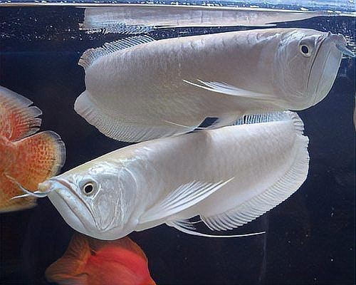龍魚鱗片爛了一個洞【龍魚爛鱗怎么回事】