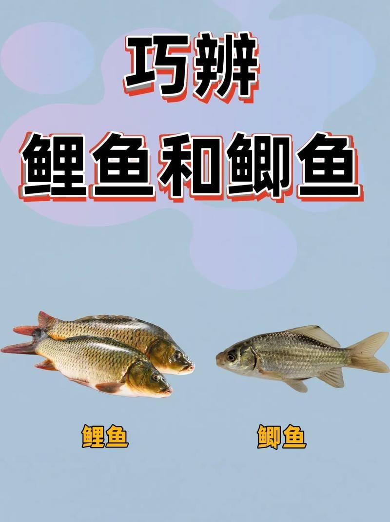 鯉鯽與鯽魚區(qū)別圖片【同樣是鯽魚】