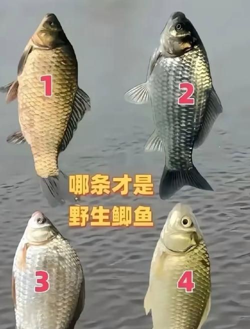 鯉鯽與鯽魚區(qū)別圖片【同樣是鯽魚】