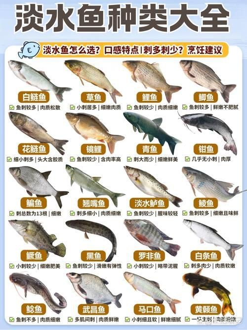 鯉鯽與鯽魚區(qū)別圖片【同樣是鯽魚】