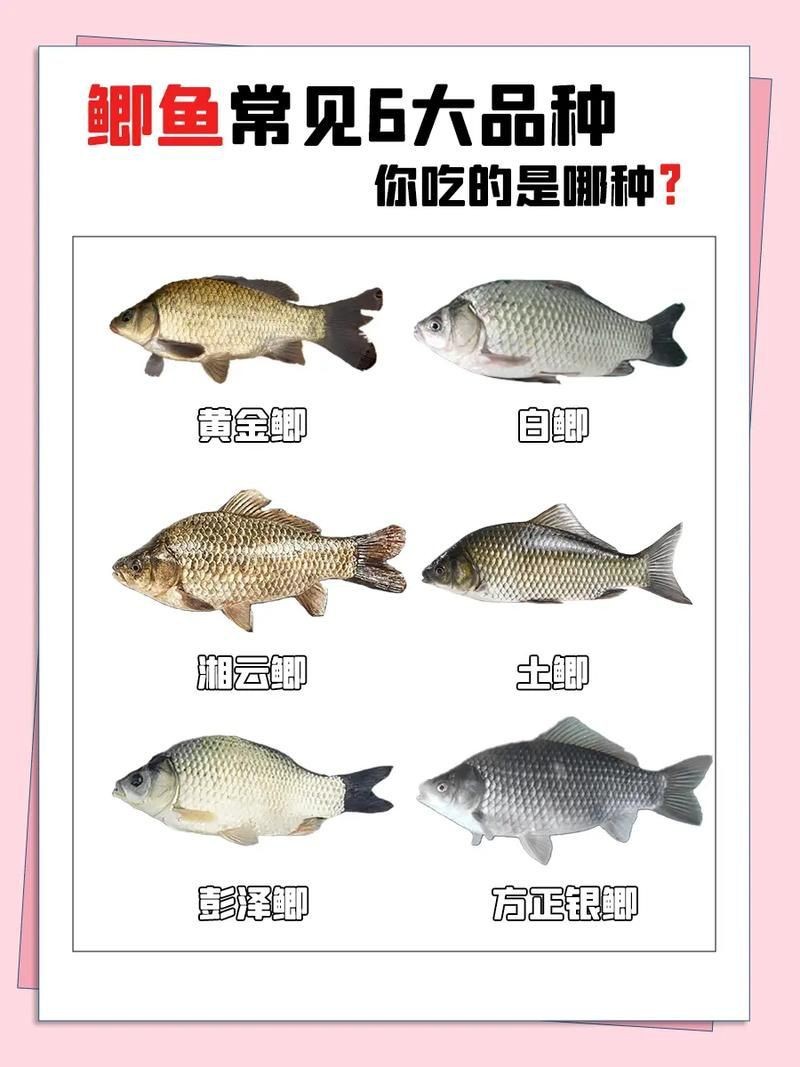 鯉鯽與鯽魚區(qū)別圖片【同樣是鯽魚】