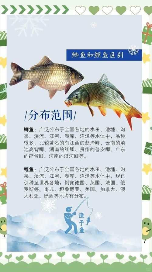 鯉鯽與鯽魚區(qū)別圖片【同樣是鯽魚】