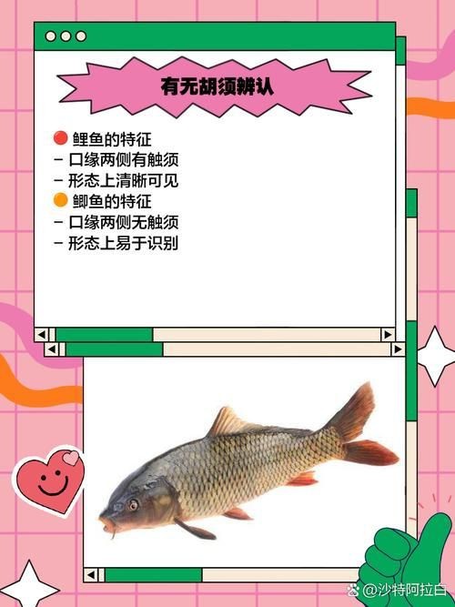鯉鯽與鯽魚區(qū)別圖片【同樣是鯽魚】