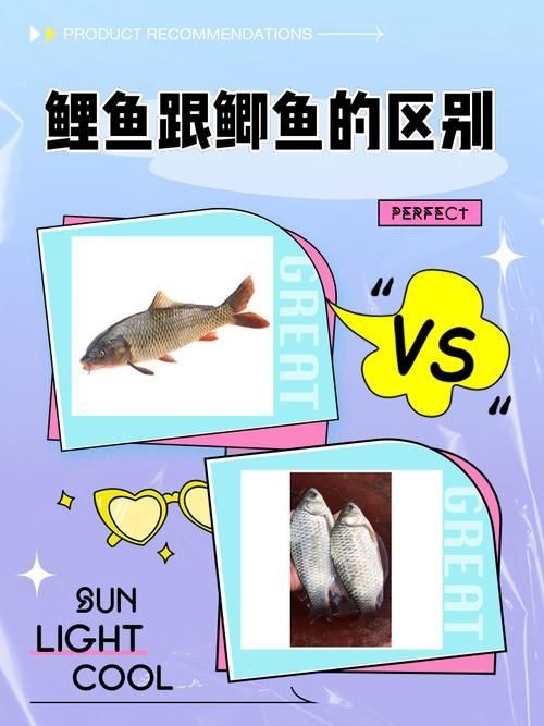 鯉鯽與鯽魚區(qū)別圖片【同樣是鯽魚】