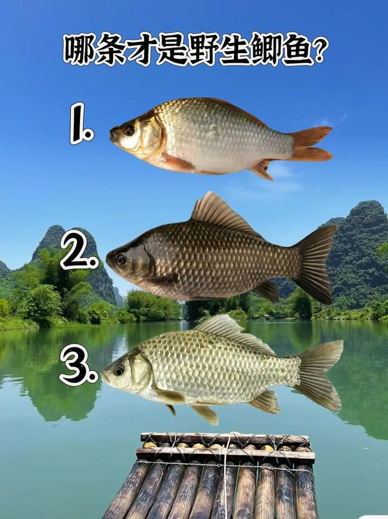 鯉鯽與鯽魚區(qū)別圖片【同樣是鯽魚】