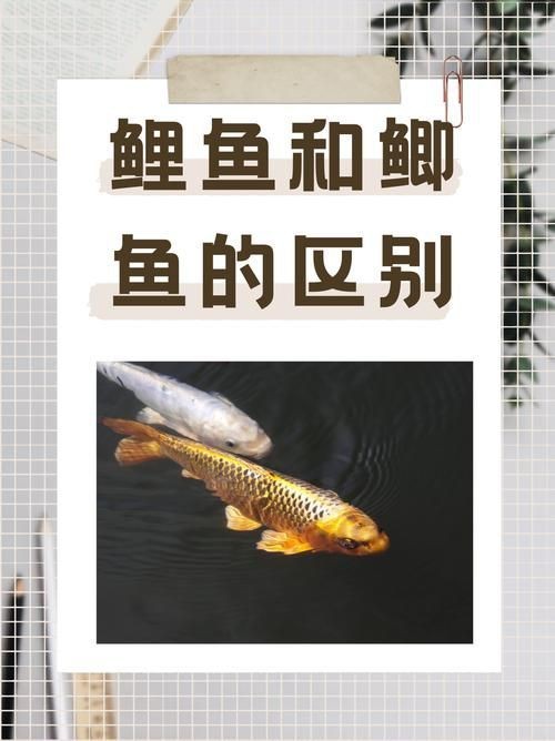 鯉鯽與鯽魚區(qū)別圖片【同樣是鯽魚】
