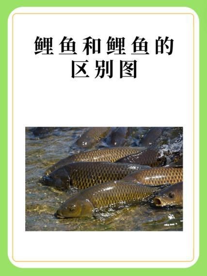 鯉鯽與鯽魚區(qū)別圖片【同樣是鯽魚】