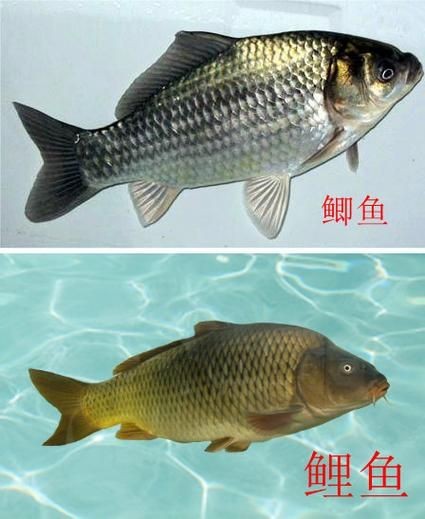 鯉鯽與鯽魚區(qū)別圖片【同樣是鯽魚】