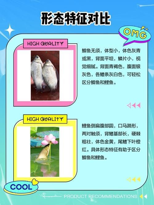 鯉鯽與鯽魚區(qū)別圖片【同樣是鯽魚】