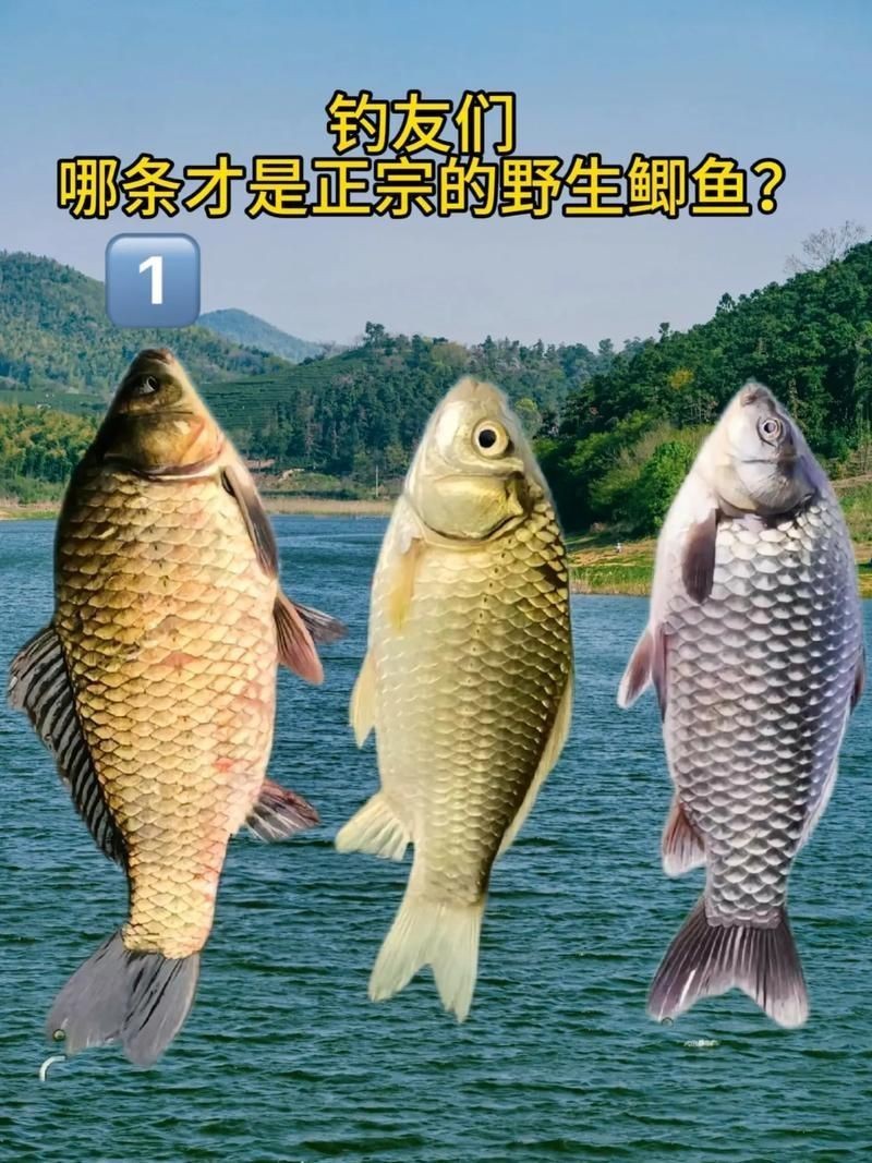 鯉鯽與鯽魚區(qū)別圖片【同樣是鯽魚】